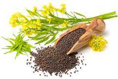 Black Mustard Seeds